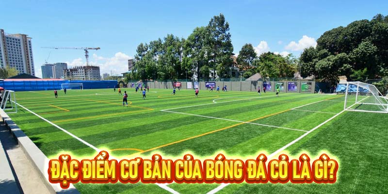 Bóng Đá Cỏ